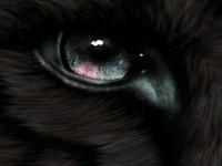 /album/secret-singing-wolves/eyes-kopie-2-jpg/